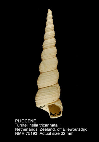 PLIOCENE Turritellina tricarinata (3).jpg - PLIOCENE Turritellina tricarinata (Brocchi,1814)